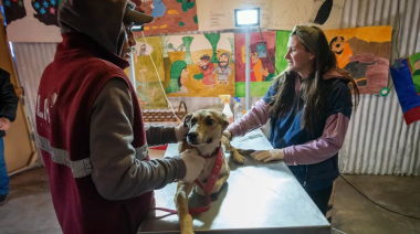 Preocupación por perros abandonados en Alta Montaña: sus familias los tiran cuando no los dejan cruzar a Chile