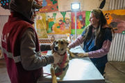Preocupación por perros abandonados en Alta Montaña: sus familias los tiran cuando no los dejan cruzar a Chile
