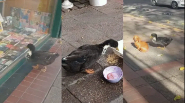 Más de 7.000 firmas y un recurso: vecinos de Ciudad y animalistas quieren otra vez al pato Juan en el centro