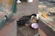 Más de 7.000 firmas y un recurso: vecinos de Ciudad y animalistas quieren otra vez al pato Juan en el centro