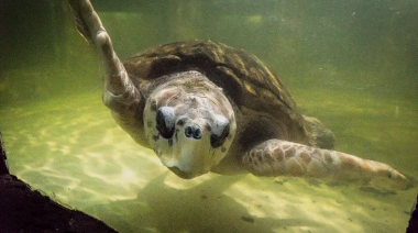 La incertidumbre rodea al tortugo Jorge: qué sucedió con su señal en Brasil