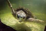 La incertidumbre rodea al tortugo Jorge: qué sucedió con su señal en Brasil