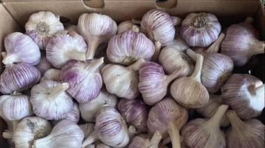 El desafío del ajo mendocino ante un nuevo mercado