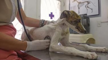 Proponen crear un hospital público veterinario en Mendoza